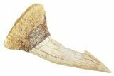 Fossil Sawfish (Onchopristis) Rostral Barb - Morocco #356415-1